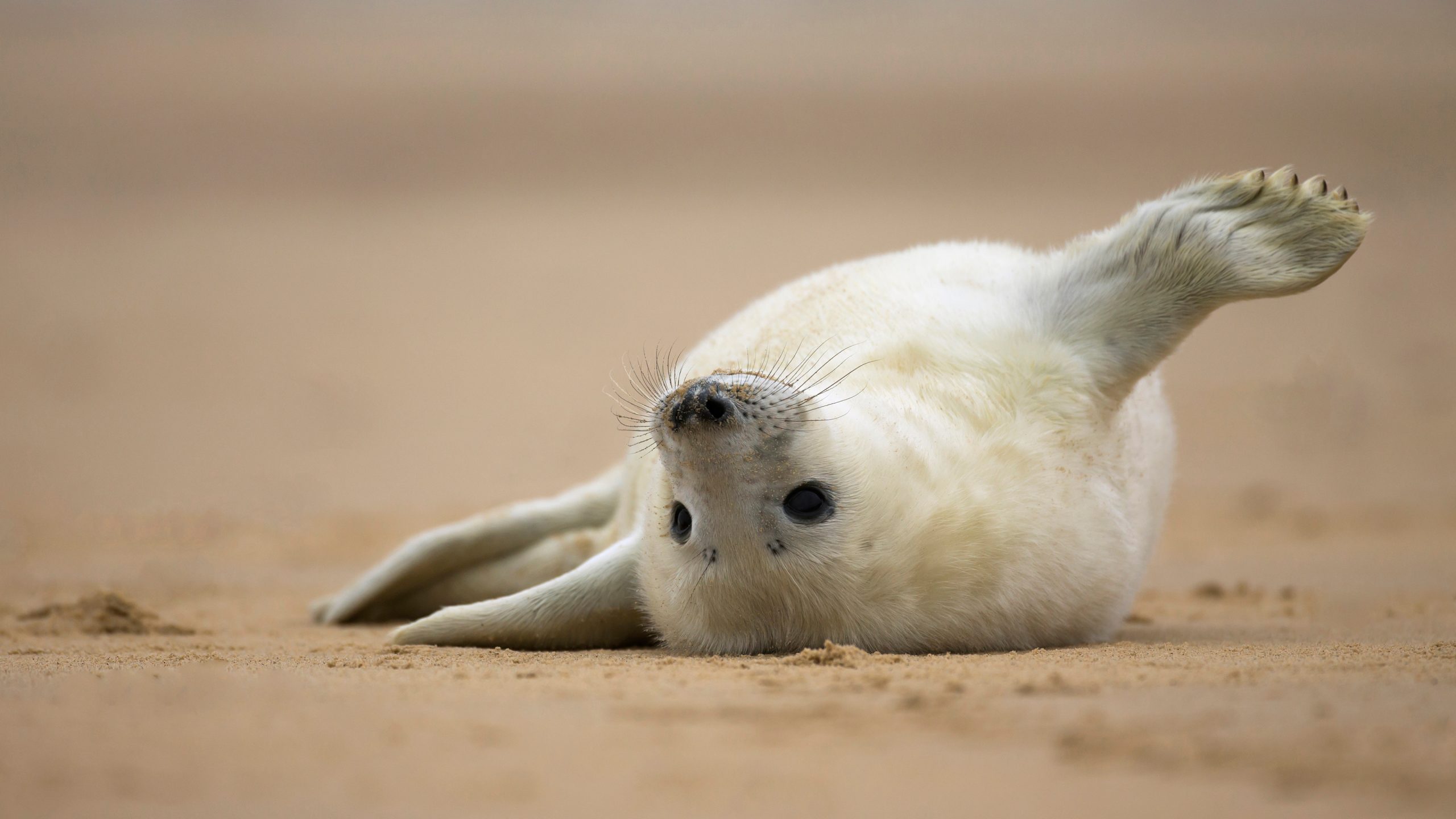 HelloSeal_ZH-CN1064568368_UHD