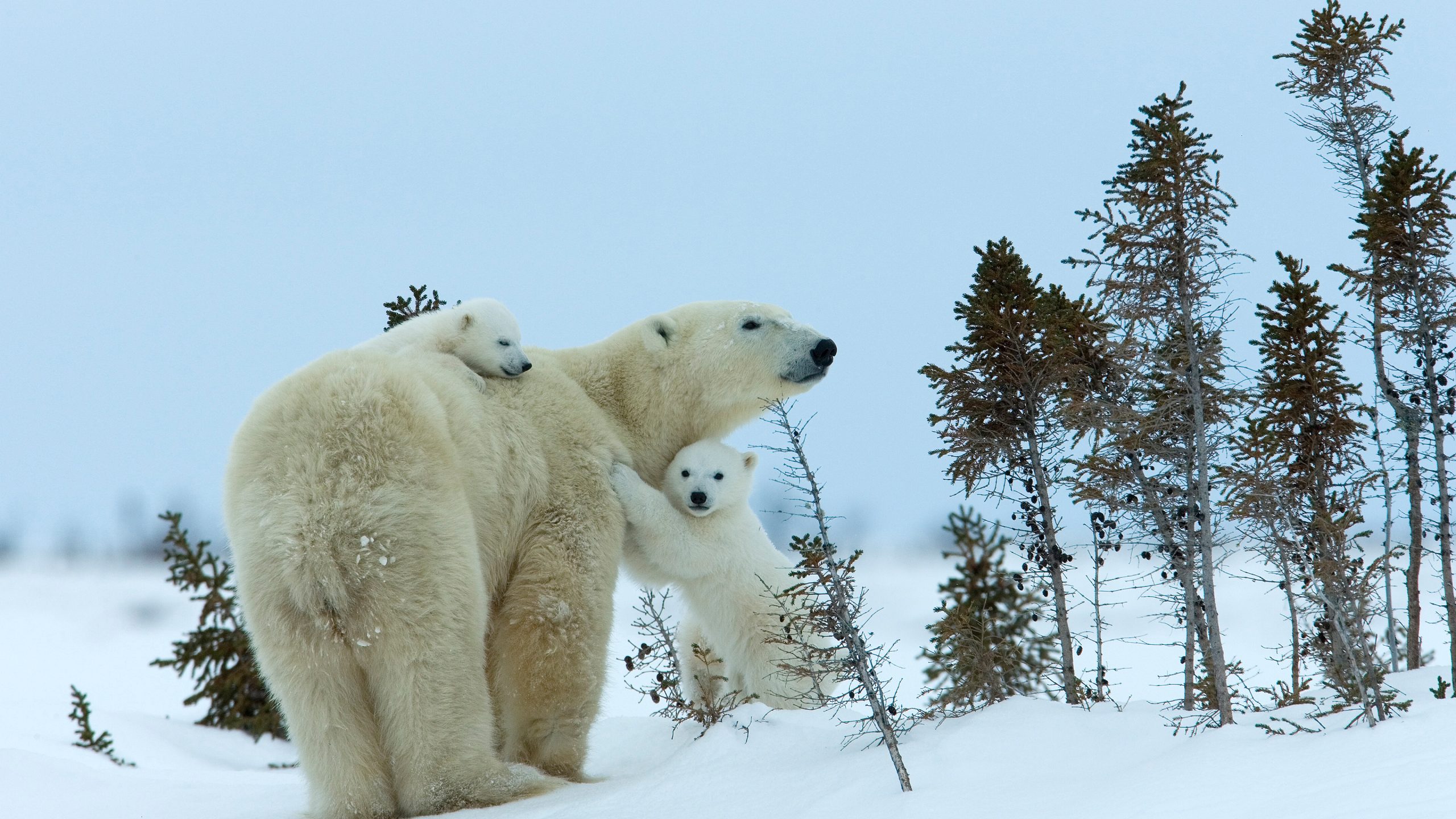 MilsePolarBear_ZH-CN0567475122_UHD